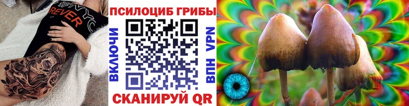 закладки Северская Псилоцибиновые грибы MAGIC MUSHROOMS